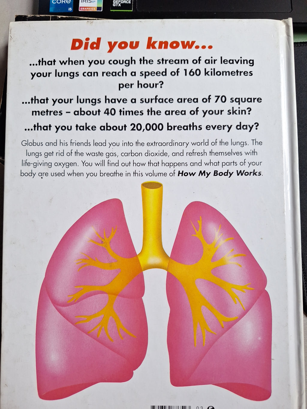 Educational illustration of human lungs showing how my body works with breathing facts